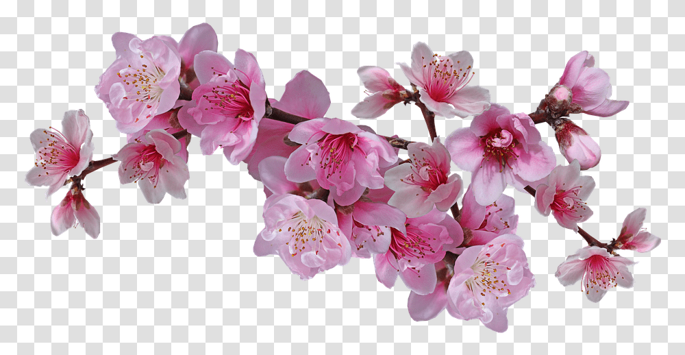 Nectarine Tree Flowers Drawing, Plant, Blossom, Geranium, Cherry Blossom Transparent Png