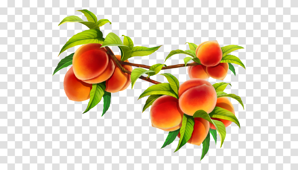 Nectarines, Plant, Fruit, Food, Produce Transparent Png