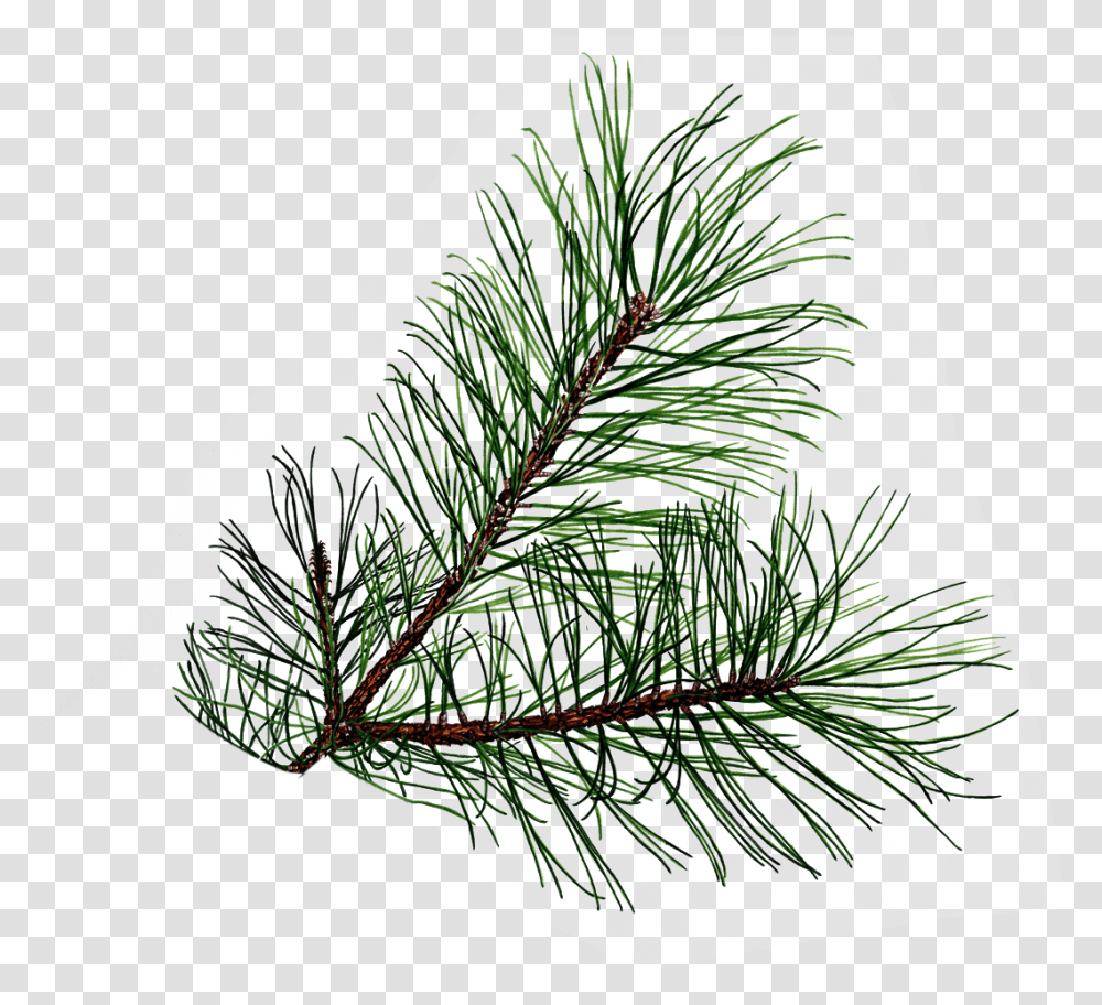 Needle Clipart Pine Tree Free Pine Tree Branch Background, Plant, Pineapple, Food, Conifer Transparent Png