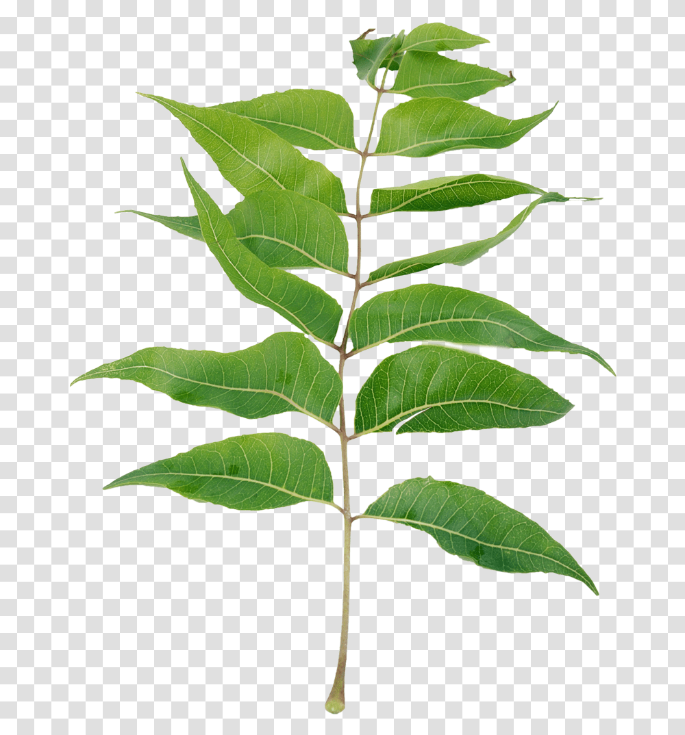 Neem Leaves Powder Dietary Supplement Neem Tree Leaf, Plant, Vegetation, Flower, Blossom Transparent Png