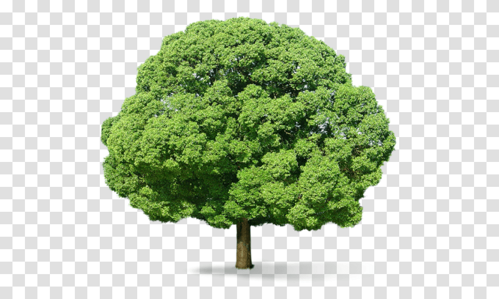 Neem Tree Big Tree Background, Plant, Oak, Sycamore, Maple Transparent Png