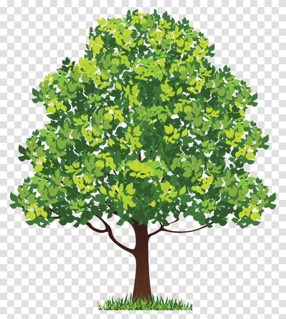 Дерево липа для детей