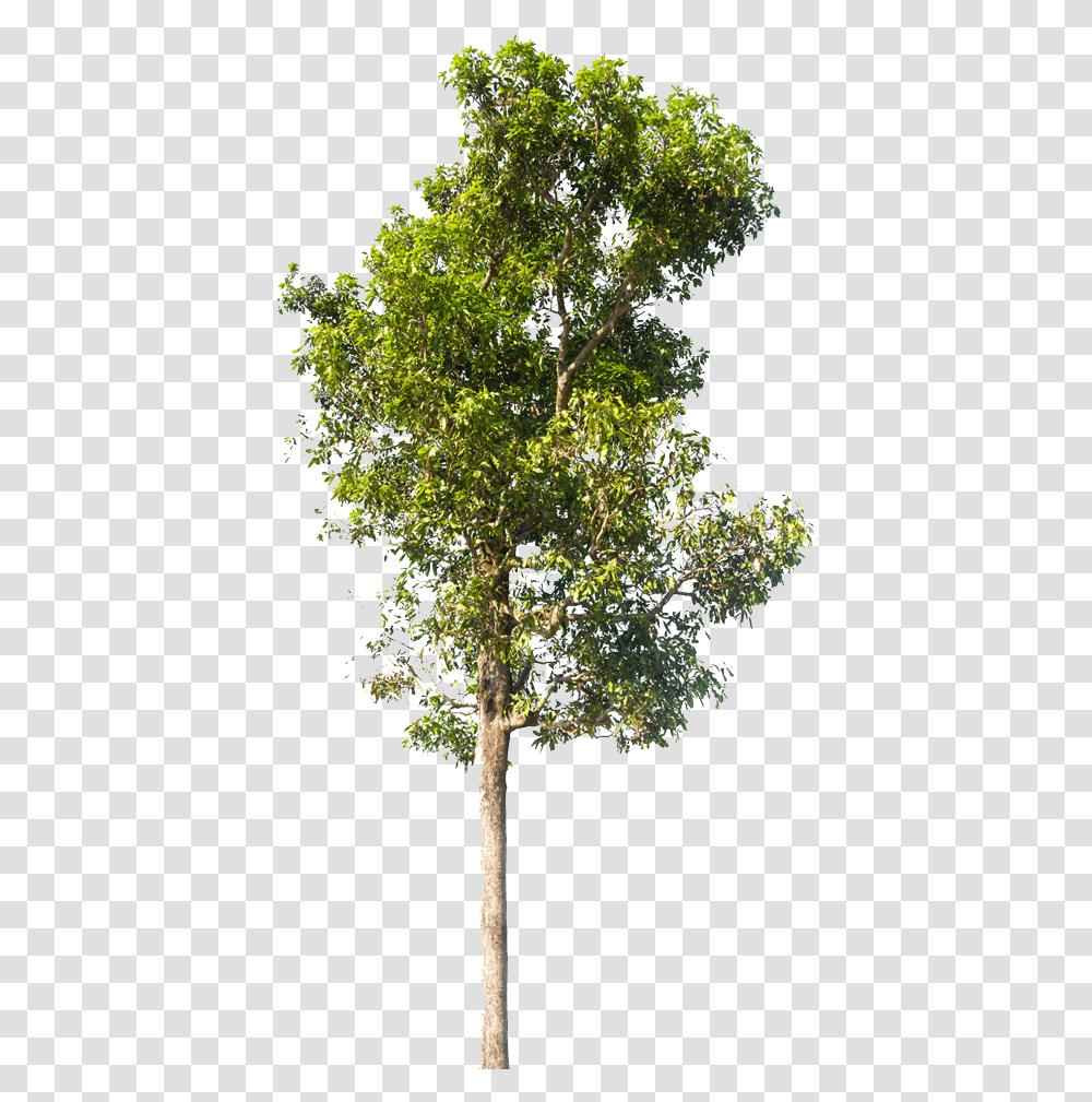 Neem Tree Images Hd Neem Tree, Plant, Tree Trunk, Leaf, Bonsai Transparent Png