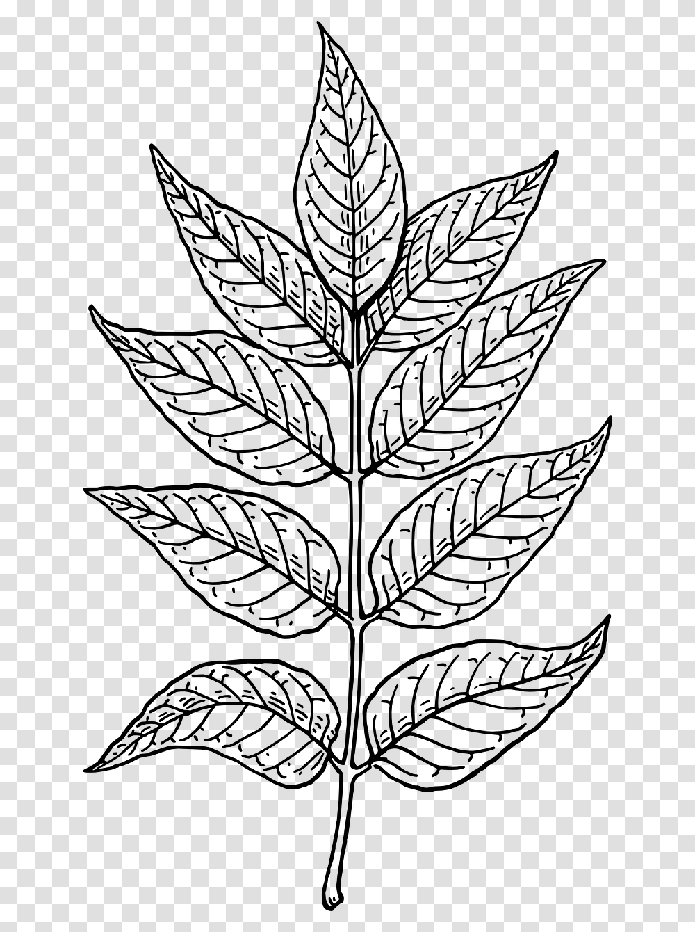 Neem Tree Leaf Drawing, Gray, World Of Warcraft Transparent Png
