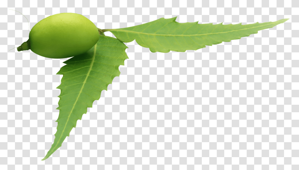 Neem Tree Neem Leaf Background, Plant, Produce, Food, Seed Transparent Png