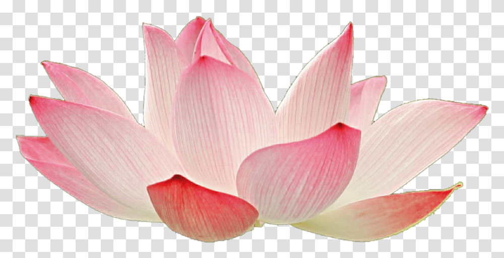 Nelumbo Nucifera Clip Art Lotus Background Lotus Flower Background, Petal, Plant, Blossom, Dahlia Transparent Png