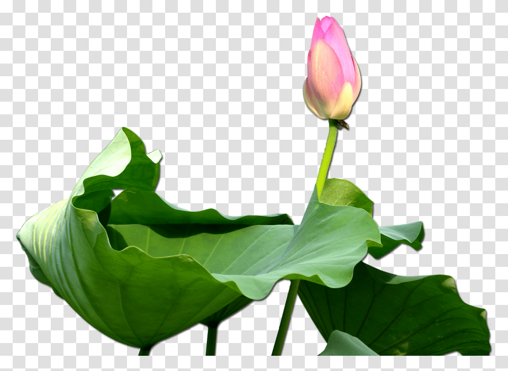 Nelumbo Nucifera Clip Art, Plant, Flower, Blossom, Pond Lily Transparent Png