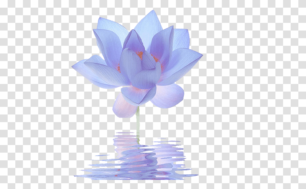 Nelumbo Nucifera Egyptian Lotus Flower Cartoon Blue Lotus Flower, Lily, Plant, Blossom, Pond Lily Transparent Png