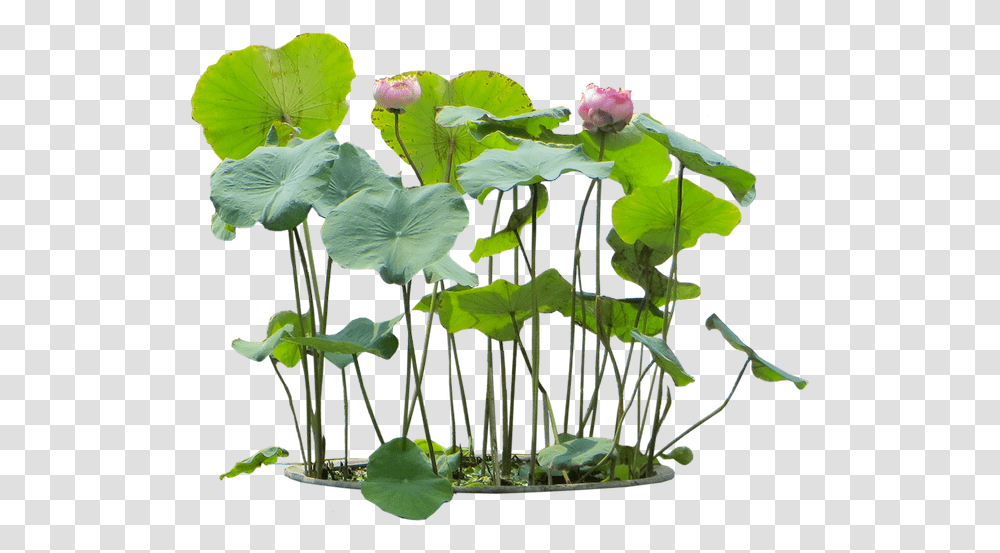 Nelumbo Nucifera, Plant, Flower, Blossom, Leaf Transparent Png