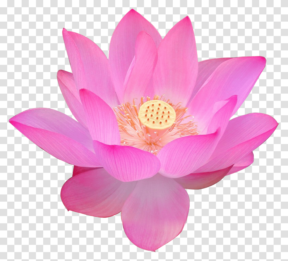 Nelumbo Nucifera Volga Delta Egyptian Lotus Flower Free Background Lotus Flower Transparent Png