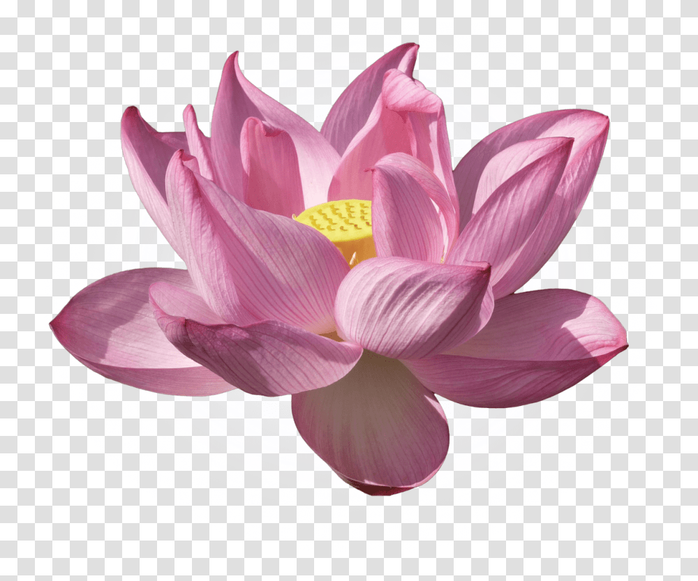 Nelumbo Nucifera Water Lilies Lilium Flower Kenilworth Nymphaea Nelumbo, Plant, Blossom, Lily, Pond Lily Transparent Png