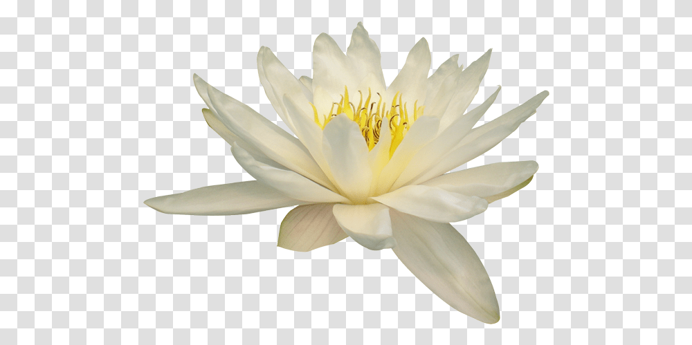 Nelumbo Nucifera Water Lily Flower White Lotus Flower, Plant, Blossom, Pond Lily, Pollen Transparent Png
