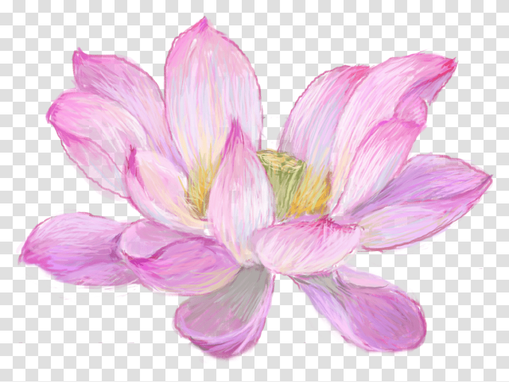 Nelumbo Nucifera Watercolor Painting Nymphaea Nelumbo Drawing, Plant, Dahlia, Flower, Petal Transparent Png