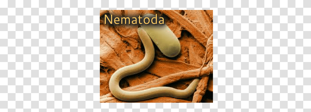 Nematoda Slowest Animal On Earth, Banana, Fruit, Plant, Food Transparent Png