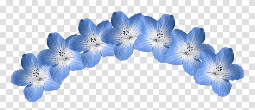 Nemophila Blue Flower Crown Blueeyes Hydrangea, Geranium, Plant, Blossom, Petal Transparent Png