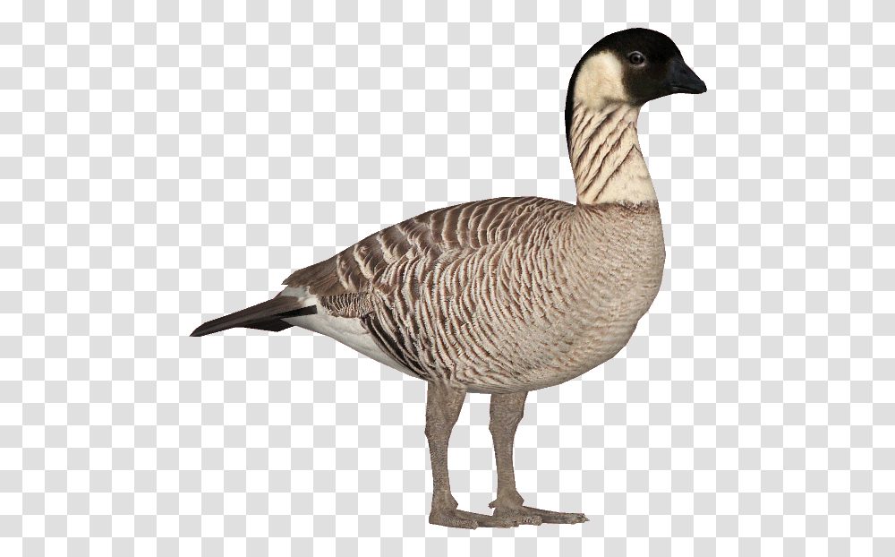 Nene Goose Nene Goose Clipart, Bird, Animal, Waterfowl, Anseriformes Transparent Png