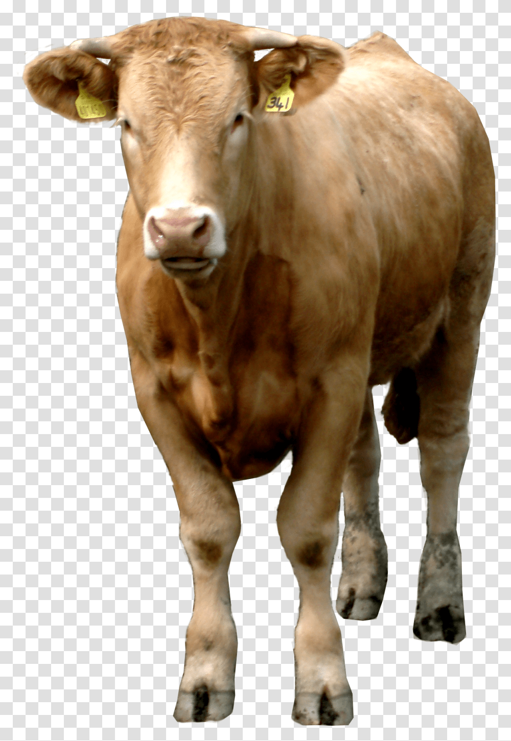 Nepal Brown Cow, Cattle, Mammal, Animal, Bull Transparent Png