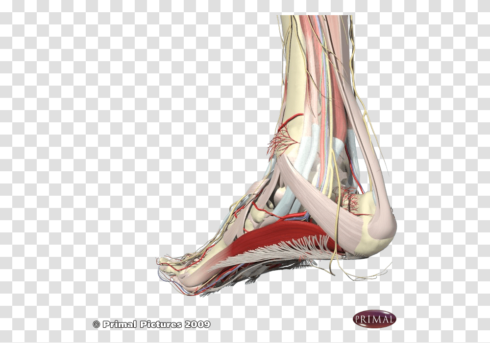 Nerves Associated With The Heel And Arch Foot Arch Muscle Anatomy, Shoe, Vase, Jar Transparent Png