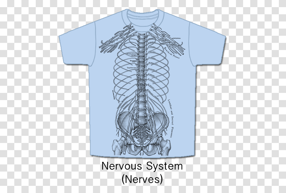 Nerves Nervous System T Shirt, Apparel, T-Shirt Transparent Png