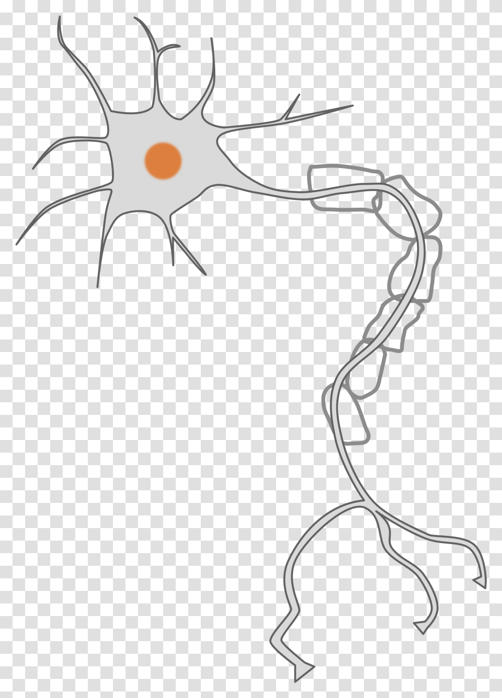 Nervous Clipart Neuron Clipart, Bow, Stencil, Drawing Transparent Png