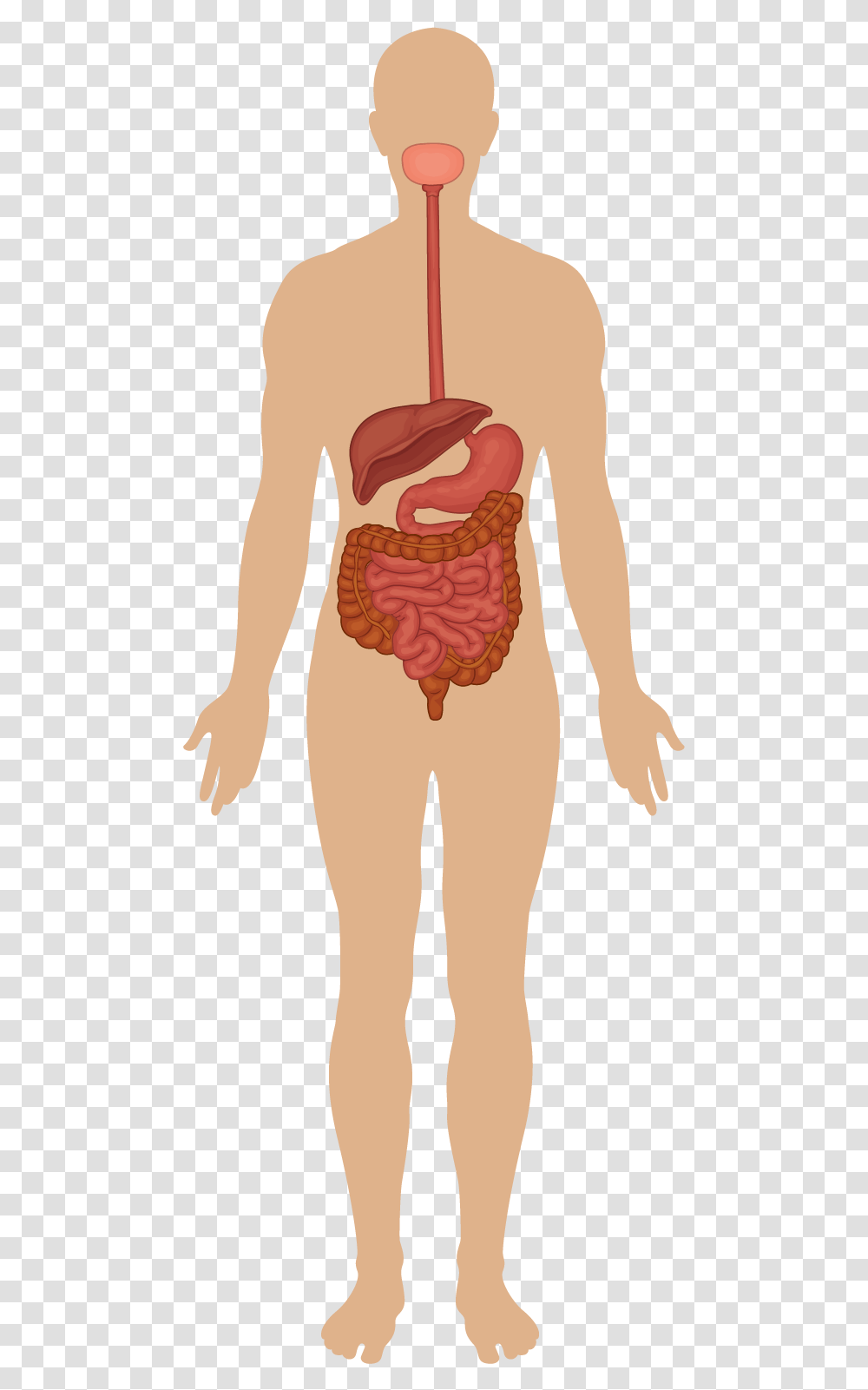 Nervous Clipart Presentation Circulatory Nervous And Respiratory System, Person, Face, Stomach Transparent Png