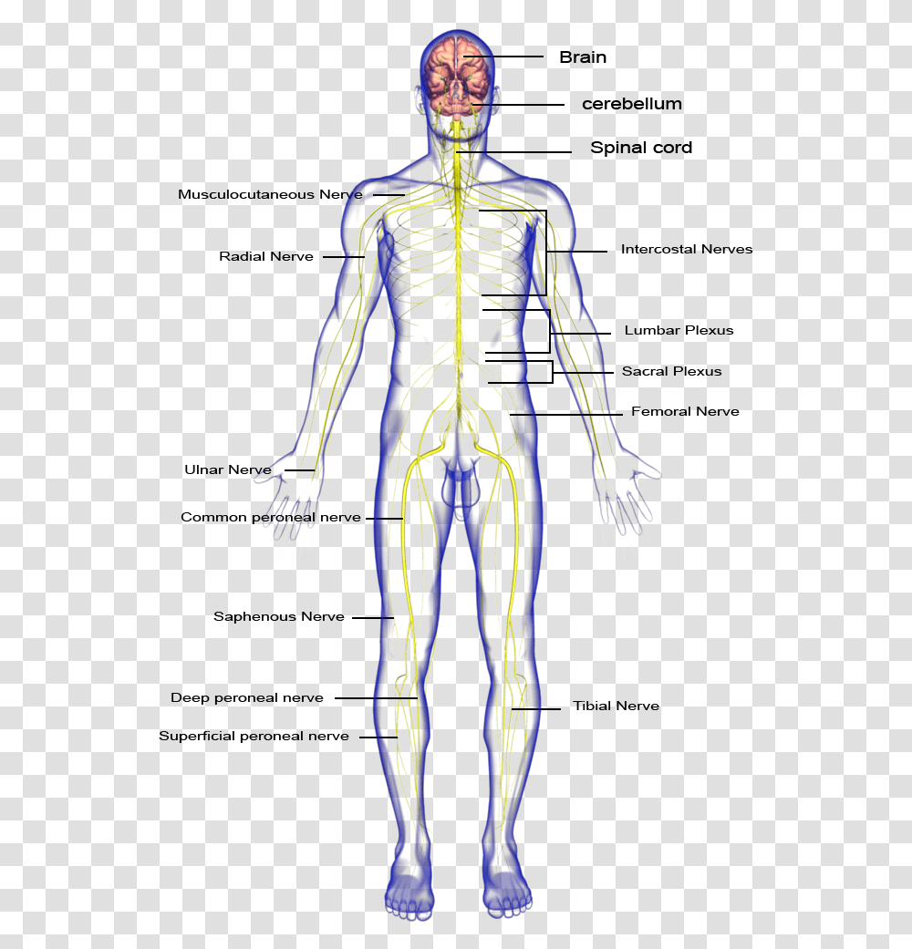 Nervous System Body Parts Download Nervous System Hd Part, Skeleton, Person, Human Transparent Png