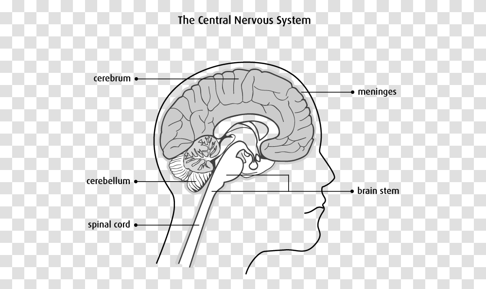 Nervous System Brain And Spinal Cord Diagram, Snake, Reptile, Animal, Cobra Transparent Png