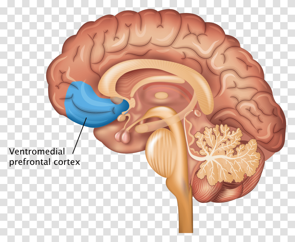 Nervous System Brain, Fungus, Ear, Head, Animal Transparent Png