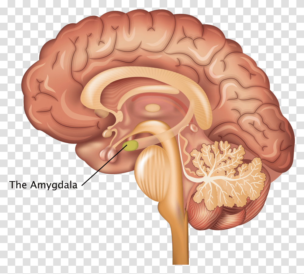 Nervous System Brain, Fungus, Ear, Jaw, Animal Transparent Png