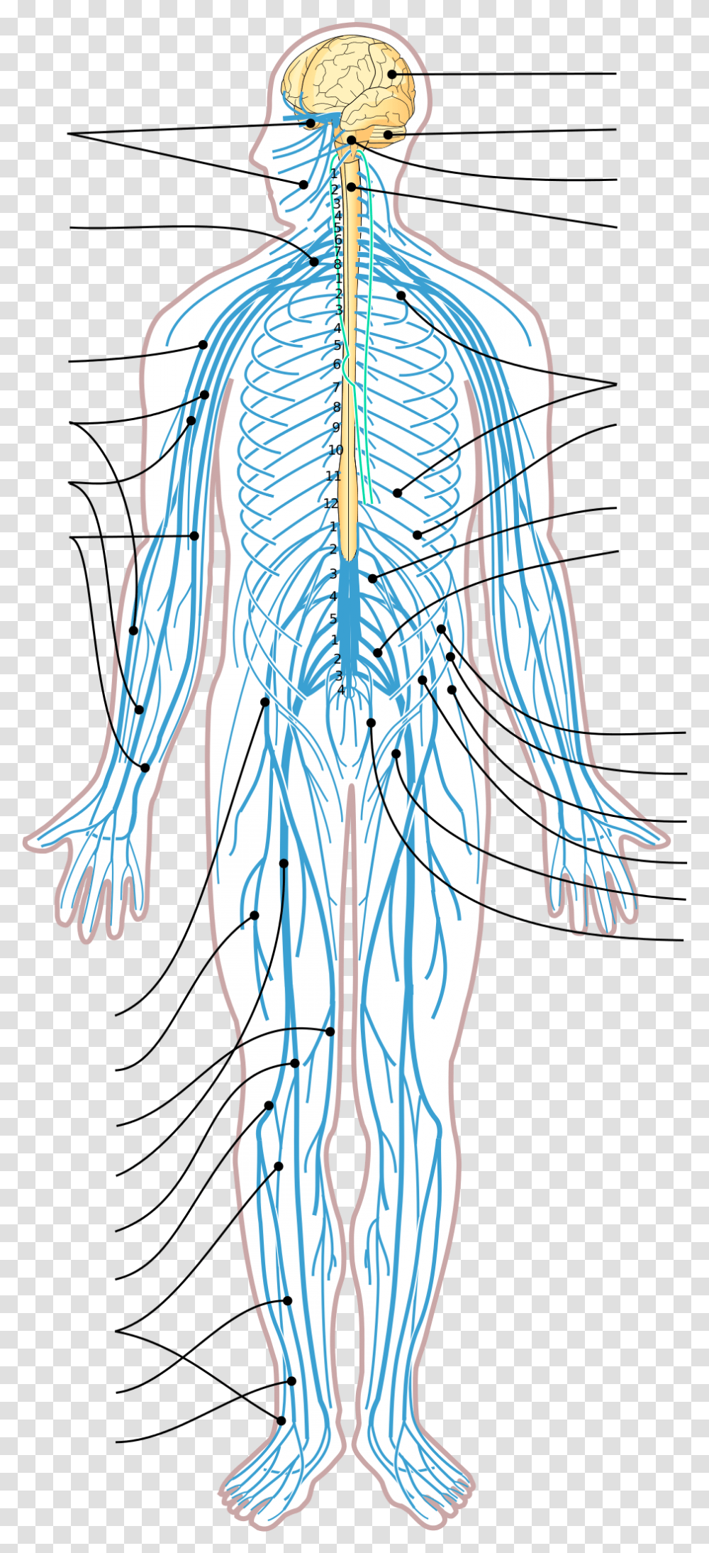 Nervous System Diagram Arrows Nervous System Vector, Clothing, Long Sleeve, Grass, Plant Transparent Png