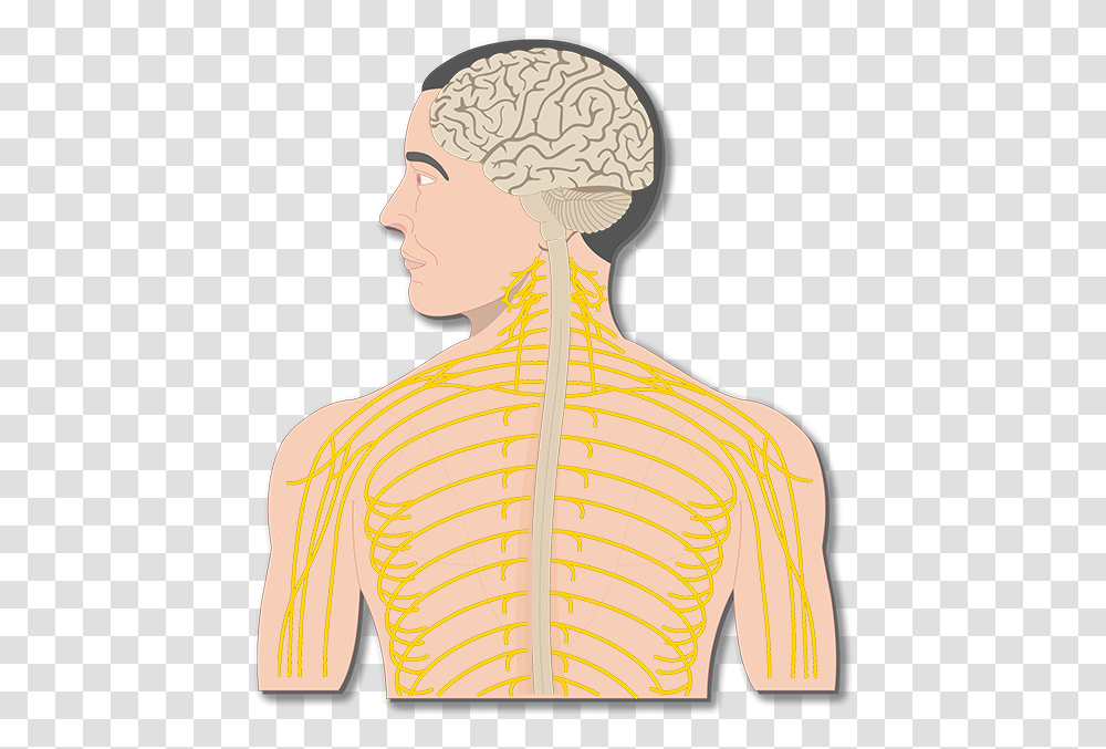 Nervous System Diagram Main Organs Of The Nervous System, Neck, Person, Human, Torso Transparent Png