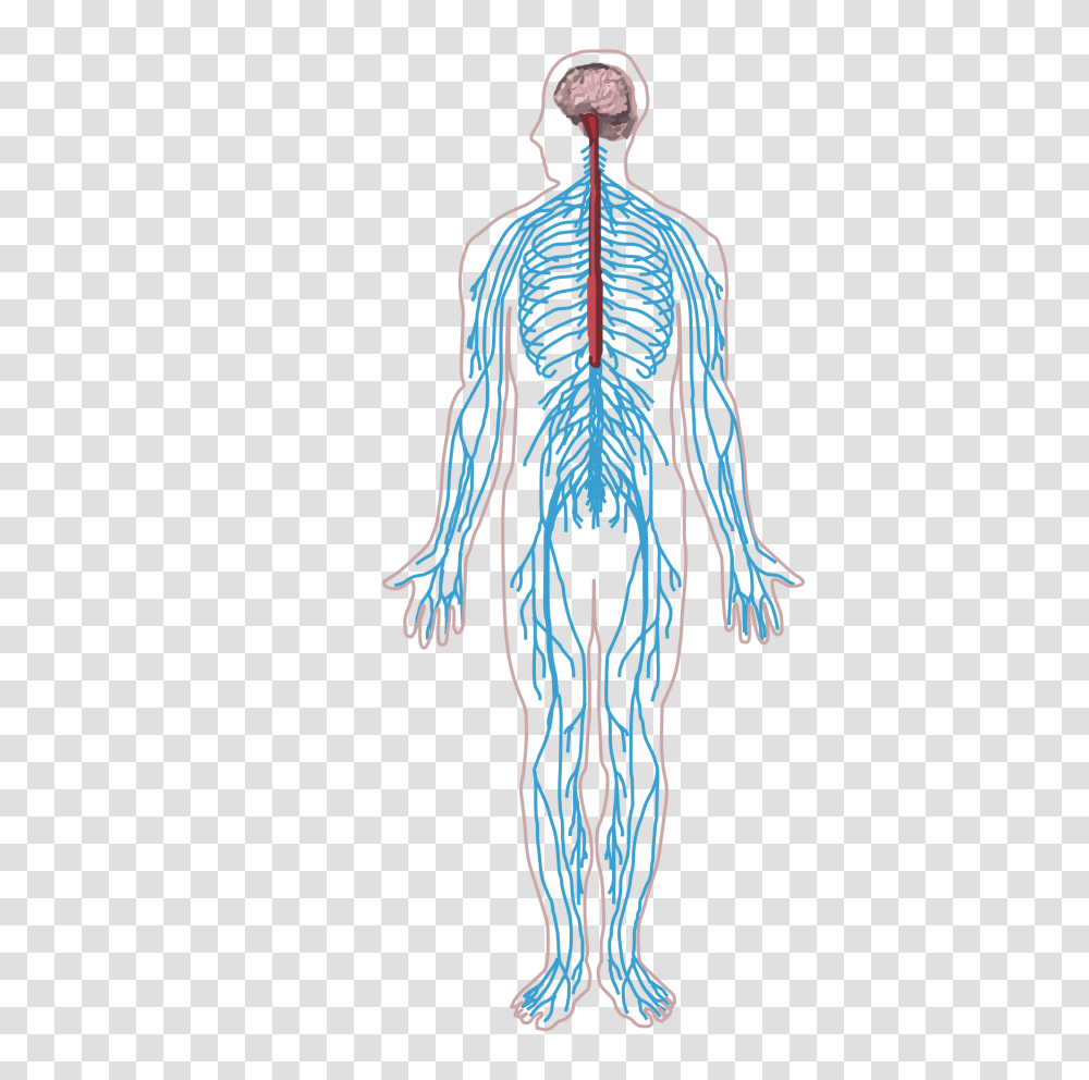 Nervous System, Skeleton, Person, Human Transparent Png