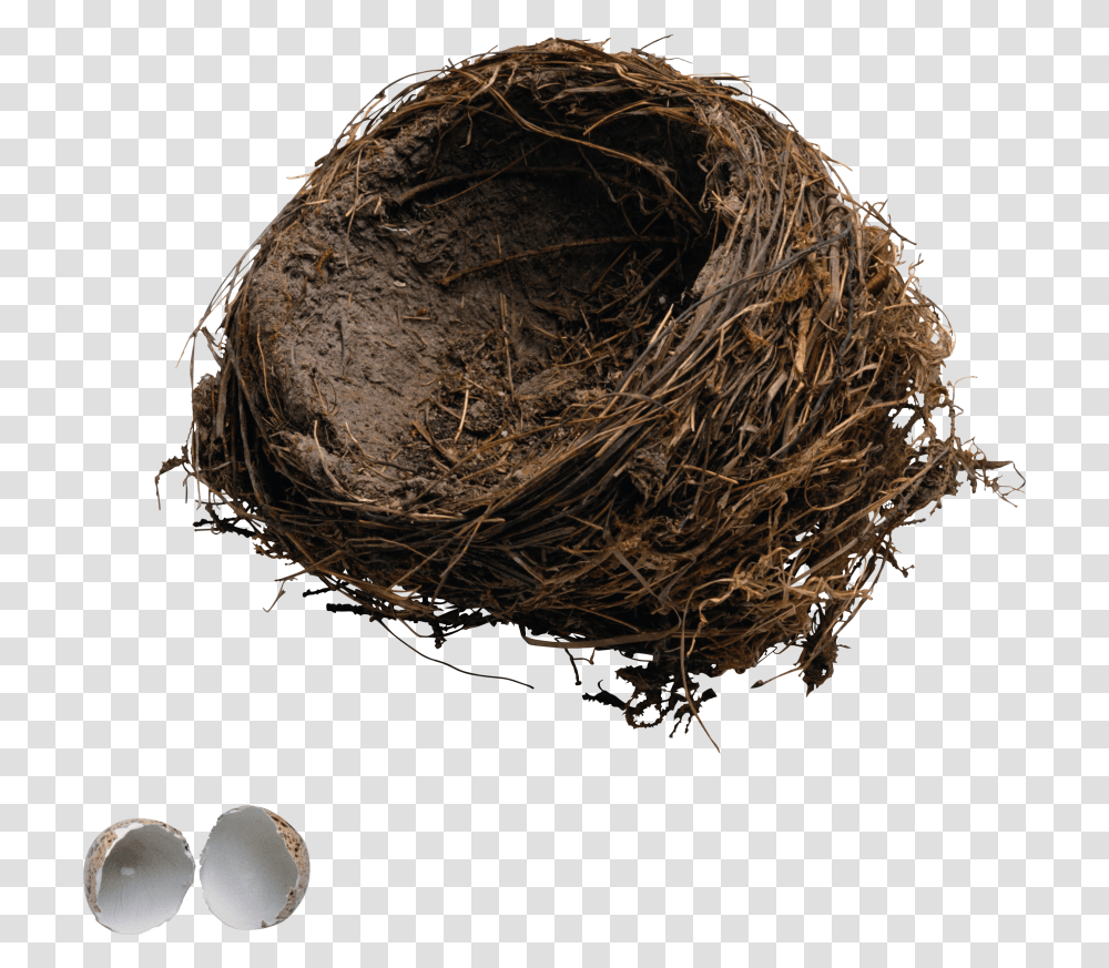 Nest 13 8755 Free Images Starpng Egg Break In A Nest, Plant, Turtle, Reptile, Sea Life Transparent Png