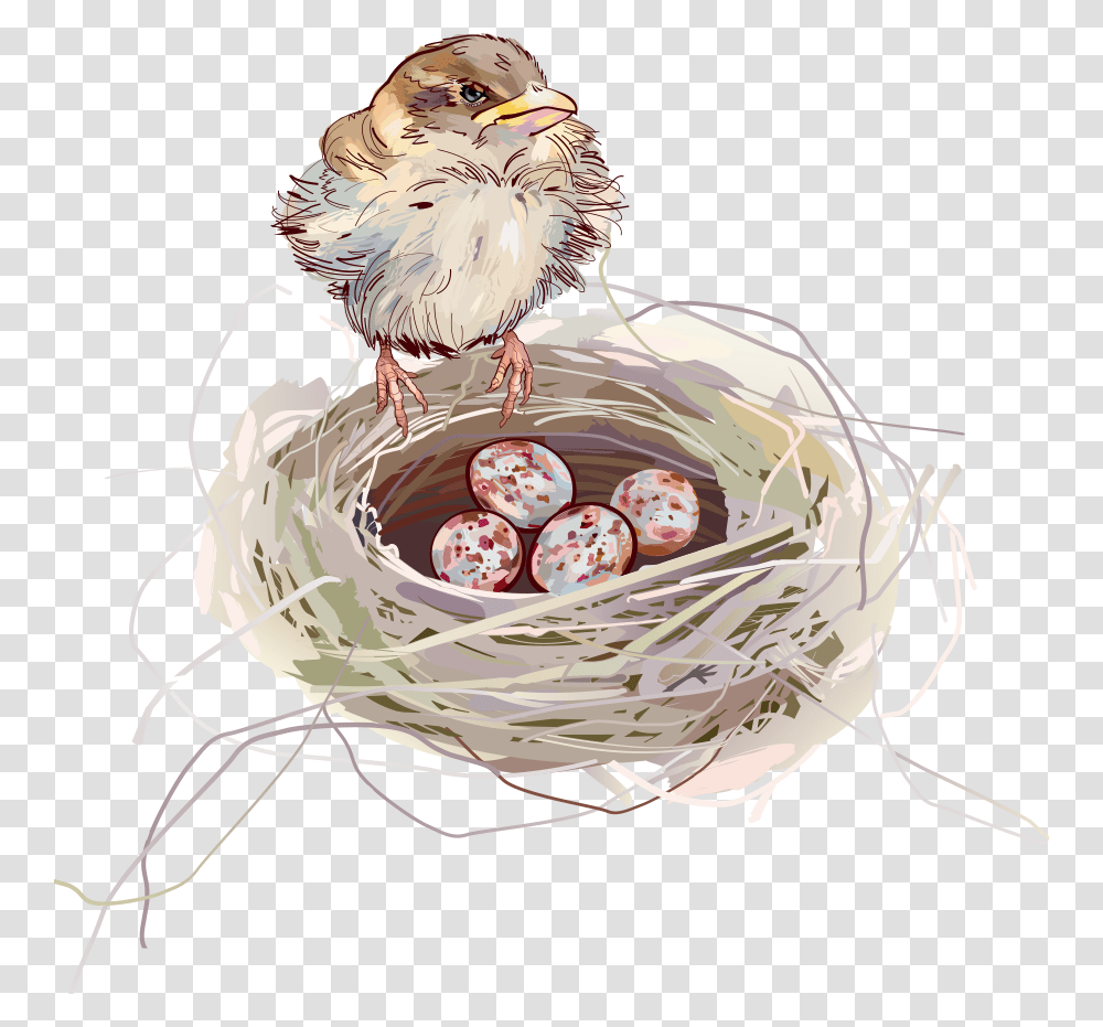 Nest Background, Bird Nest, Animal, Chicken, Poultry Transparent Png