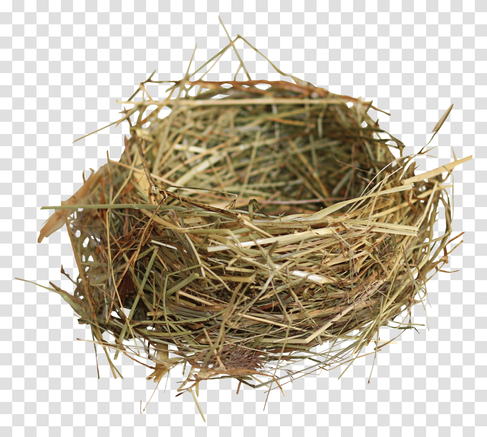 Nest Bird Nest Transparent Png