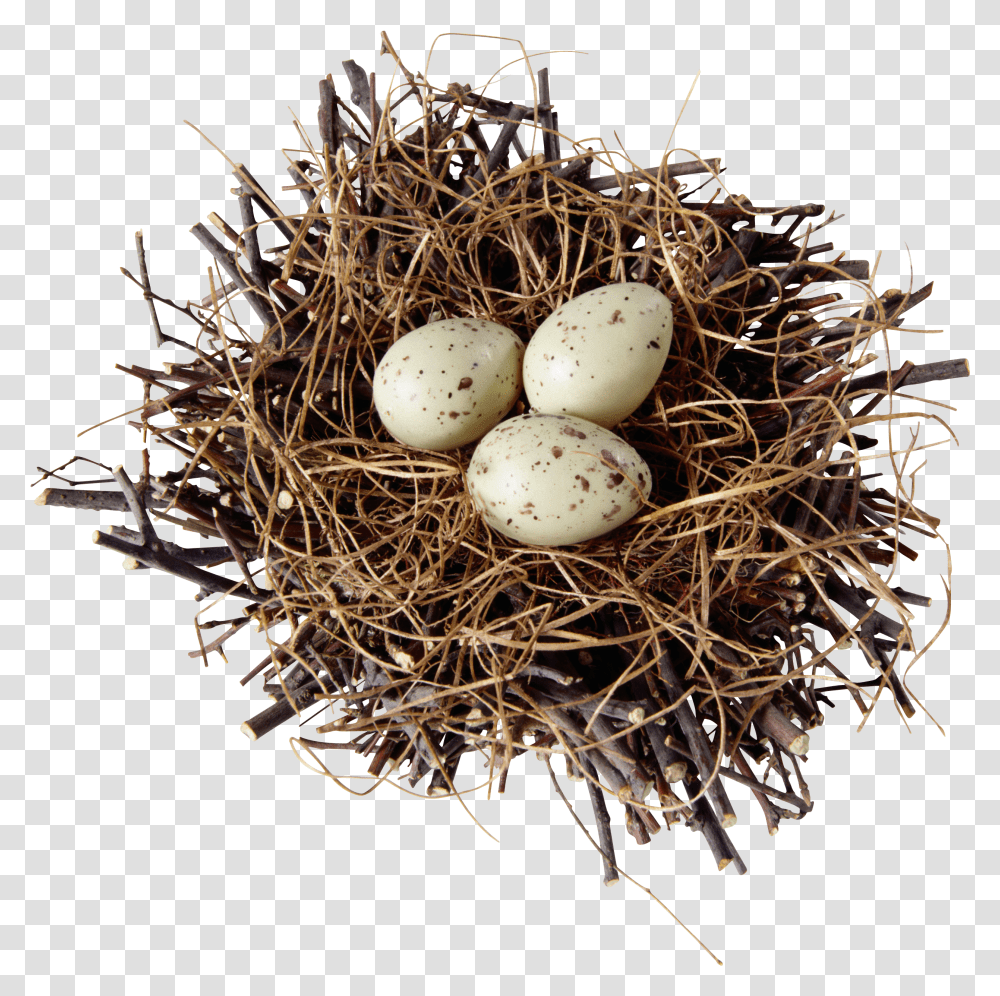 Nest Desenho Ninho De Passarinho Transparent Png