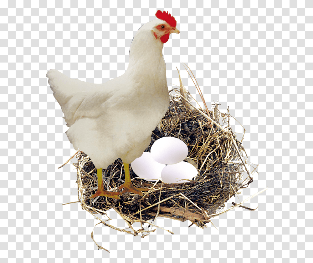 Nest Eggs, Bird, Animal, Bird Nest, Chicken Transparent Png