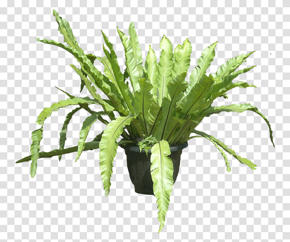 Nest Fern, Plant, Leaf Transparent Png