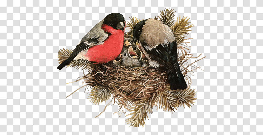 Nest File Download Free Bird In Nest, Animal, Bird Nest, Bush, Vegetation Transparent Png