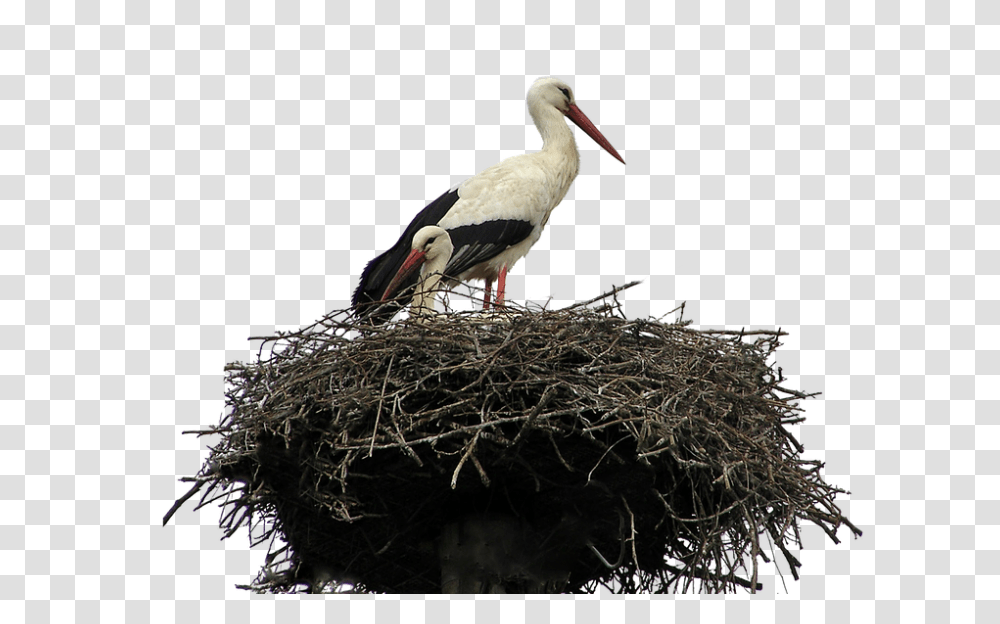 Nest, Nature, Bird, Animal, Stork Transparent Png