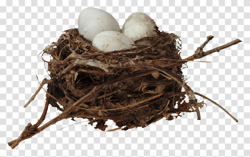 Nest, Nature, Bird Nest, Egg, Food Transparent Png