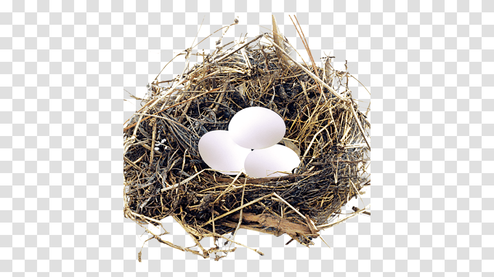 Nest, Nature, Bird Nest, Egg, Food Transparent Png