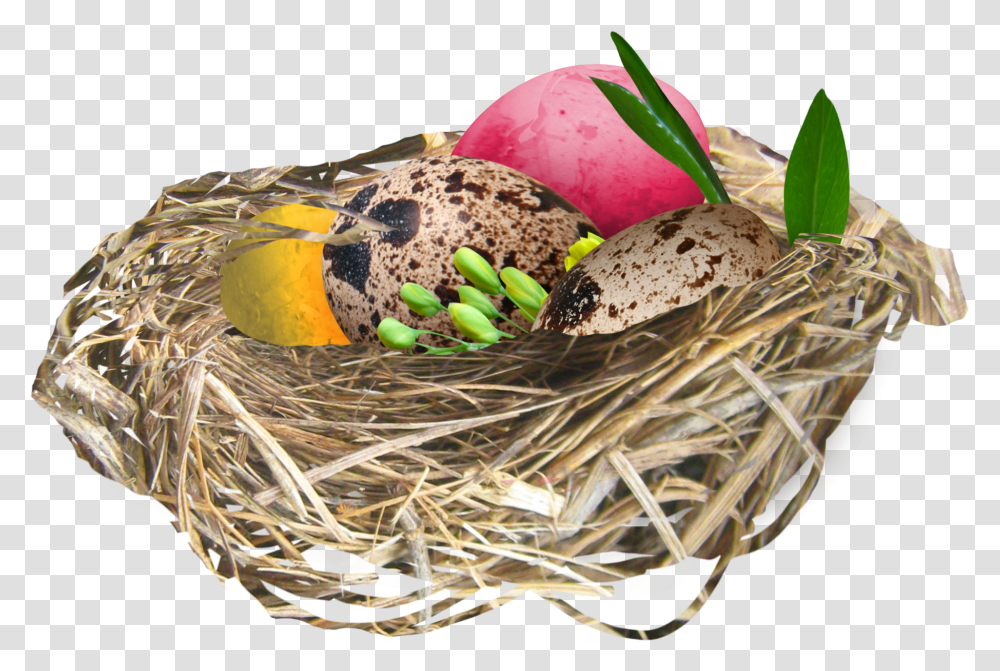 Nest, Nature, Bird Nest, Food, Egg Transparent Png