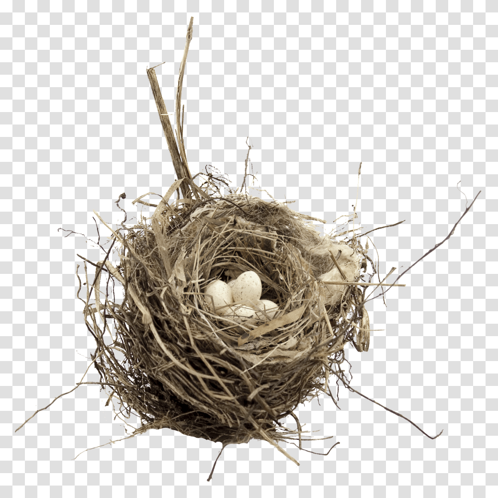 Nest, Nature, Construction Crane, Bird Nest, Food Transparent Png