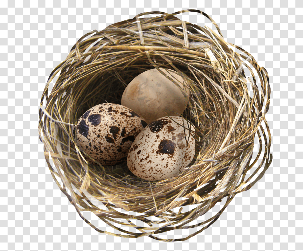Nest, Nature, Food, Egg, Bird Nest Transparent Png