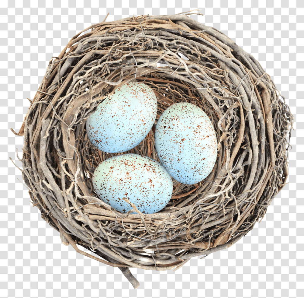 Nest, Nature, Fungus, Egg, Food Transparent Png