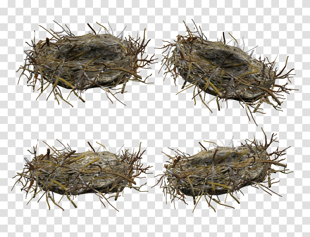 Nest, Nature, Insect, Invertebrate, Animal Transparent Png