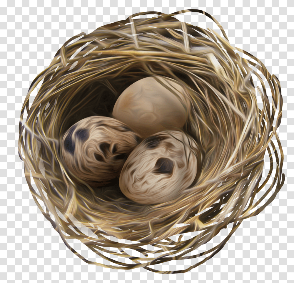 Nest, Nature, Sphere, Bird Nest, Egg Transparent Png