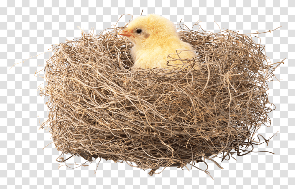 Nest Nest Background Transparent Png