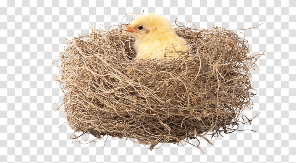 Nest Nest Pic In Hd, Bird Nest, Animal, Chicken, Poultry Transparent Png